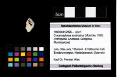 Foto (Objekt + Etikett) von Cracensigillatus acutirostrus (Moericke, 1889)  (NHMW-GEO-1990-0041-2926)